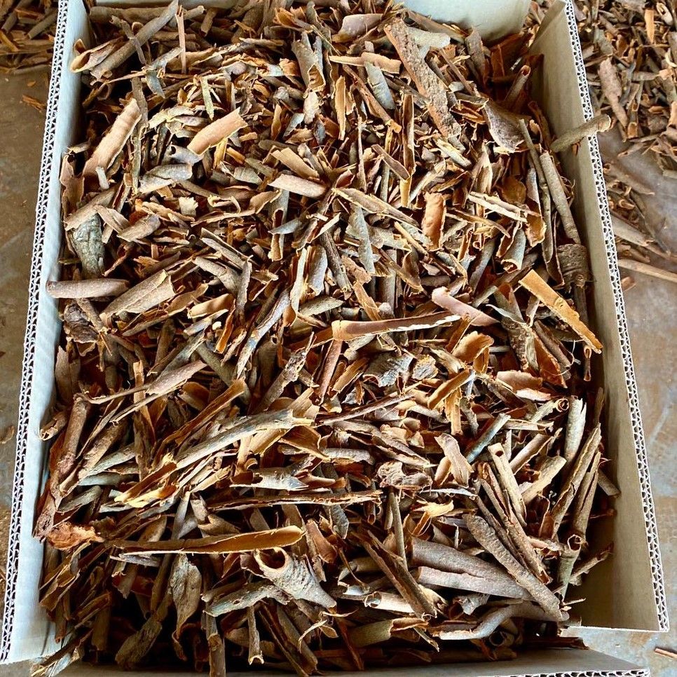 Broken Cassia