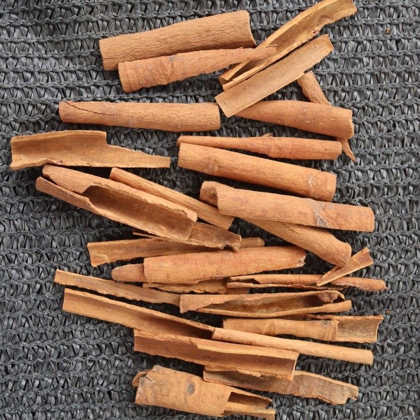 Broken Cassia