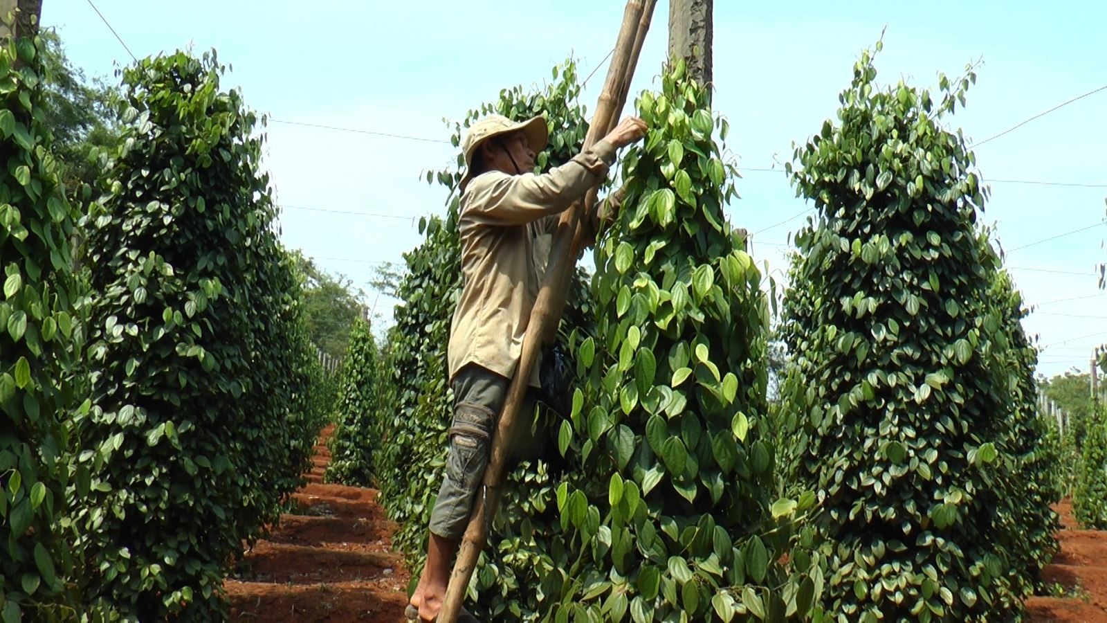 black-pepper-asta-faq-elmarspices-company