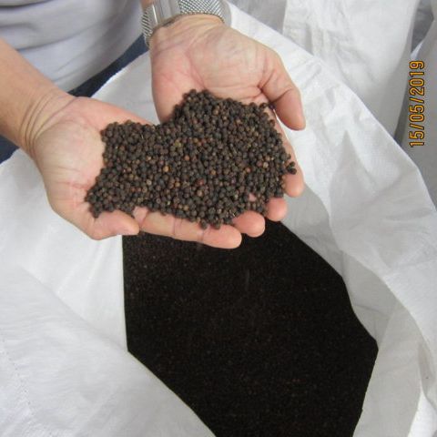 USA – THE LARGEST MARKET OF VIETNAMESE BLACK PEPPER