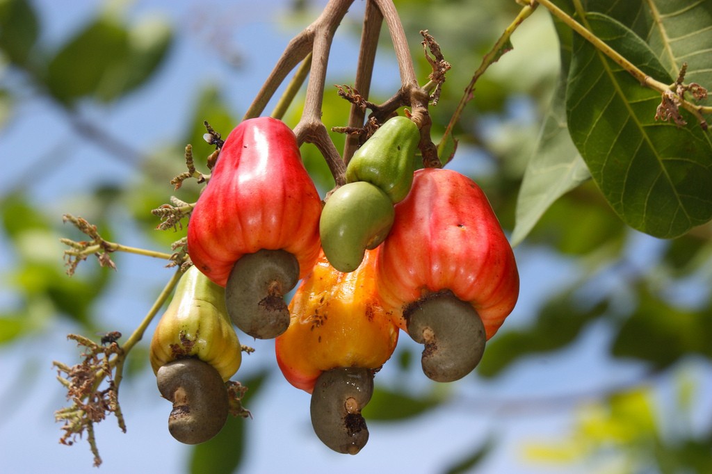 CASHEW NUT WHOLE WHITE - ElmarSpices Company