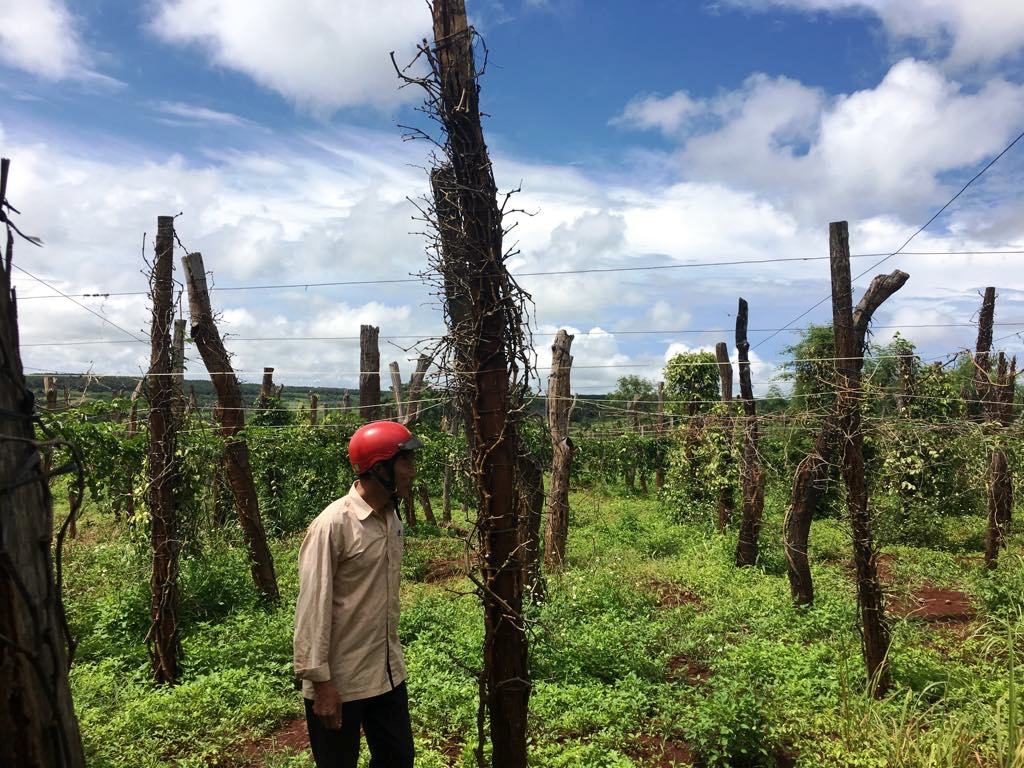 a-new-power-in-black-pepper-market-elmarspices-company