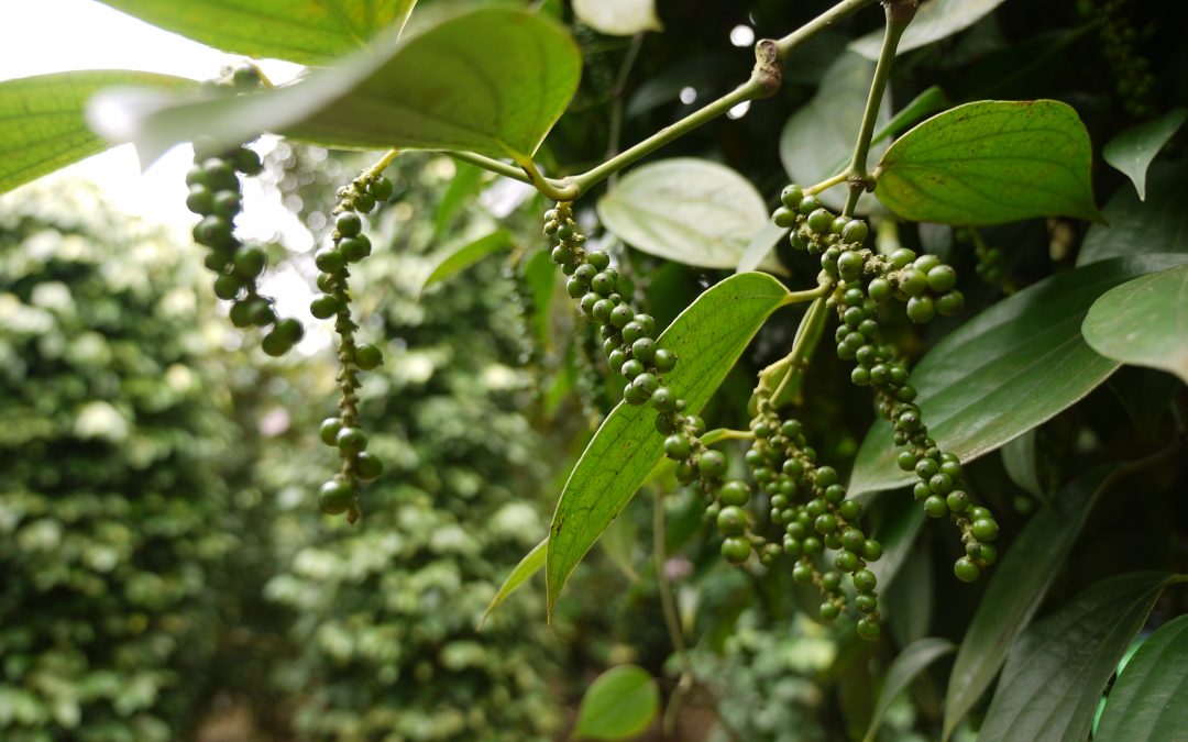 A NEW POWER IN BLACK PEPPER MARKET