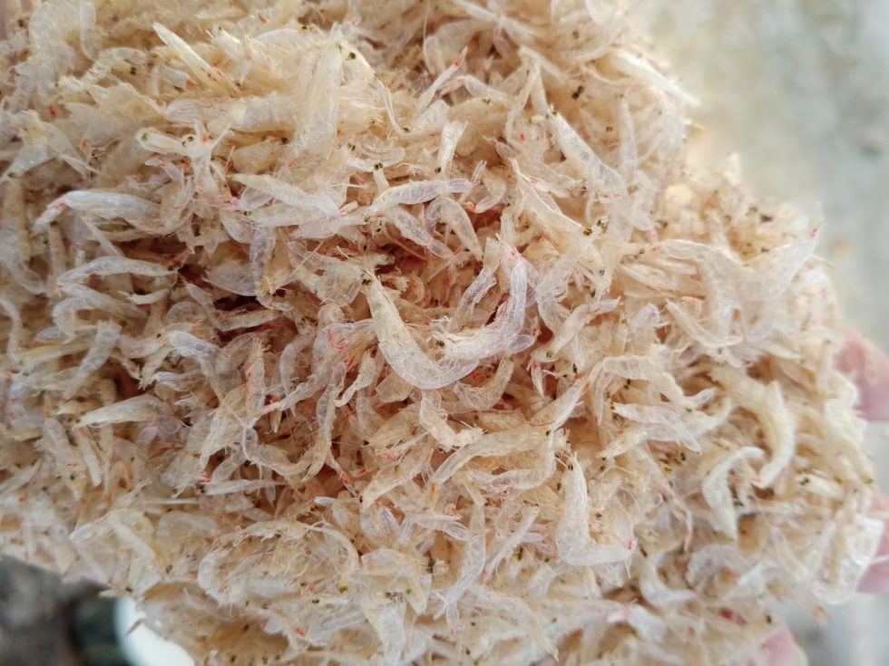 DRIED BABY SHRIMP CHEAP PRICE SHRIMP FROM VIETNAM