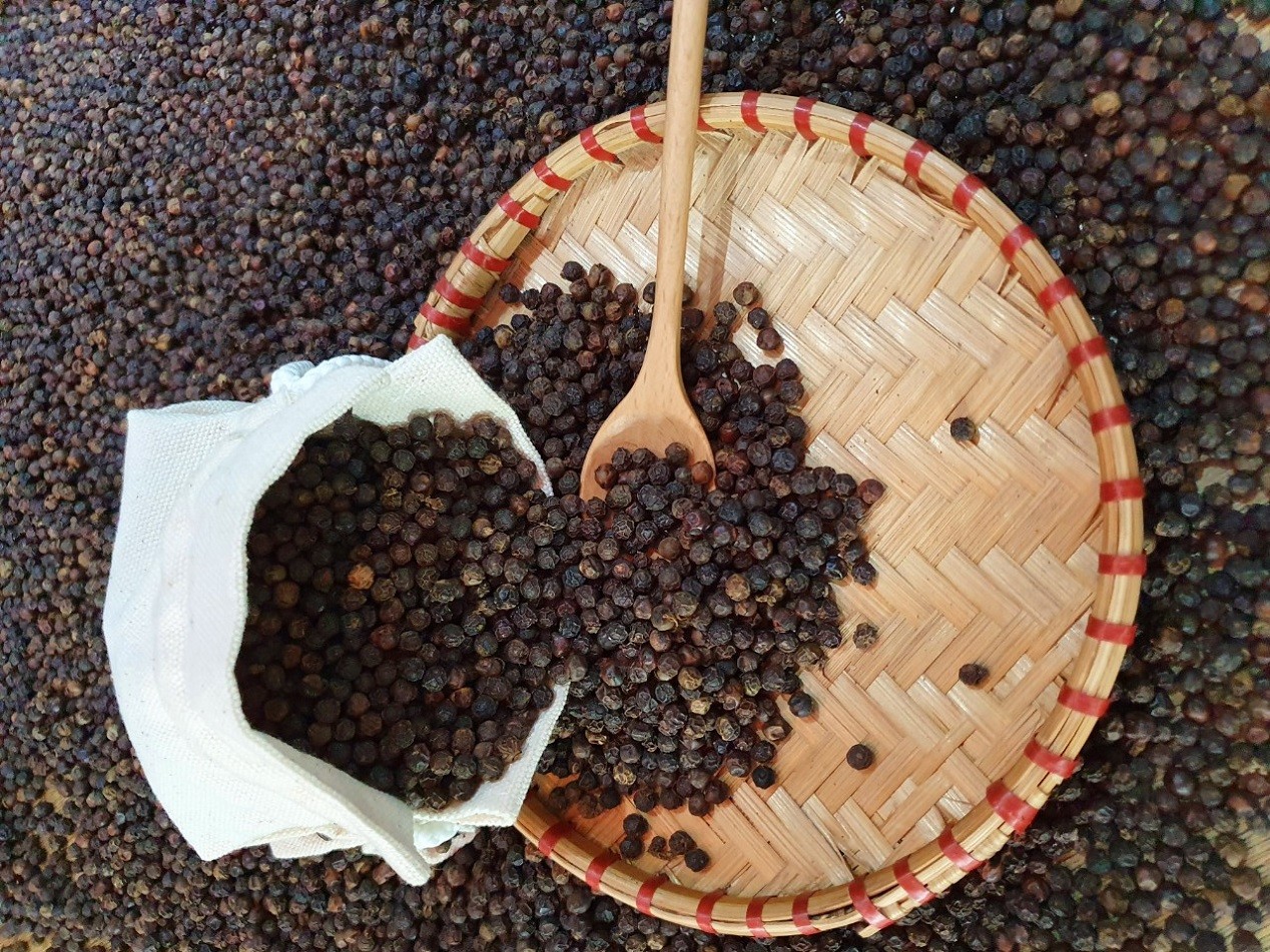 NEW CROP OF VIETNAM BLACK PEPPER BOTTOM PRICES PEPPER