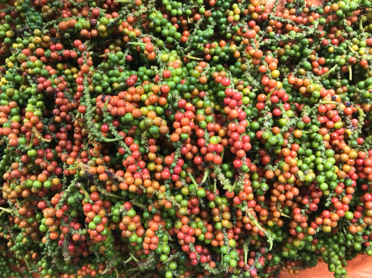 BLACK PEPPER PRODUCTION SURVEY AND REPORT IN 2022
