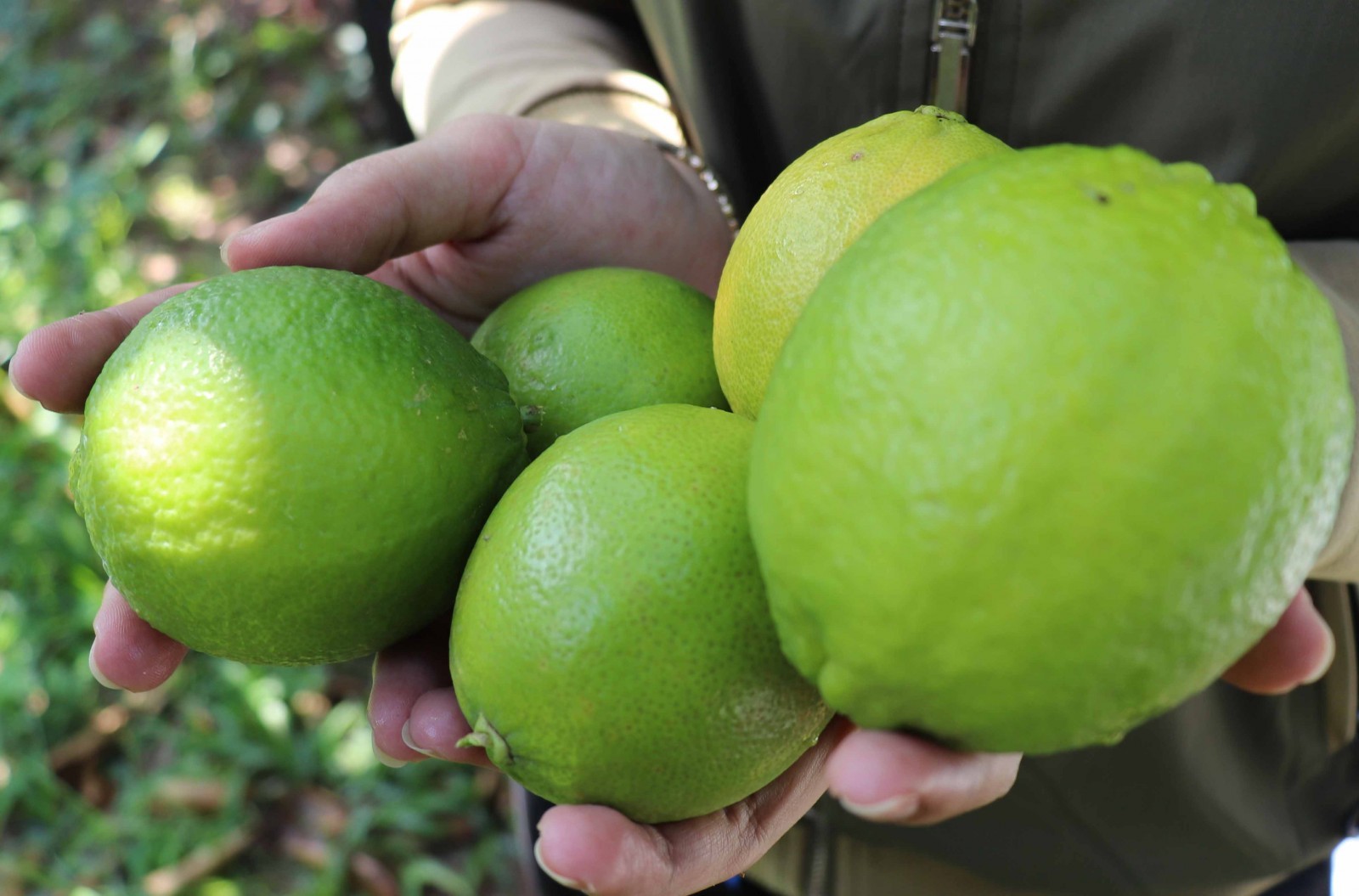 Reasons Citrus Trees Drop Fruit (& How To Fix It) Couch