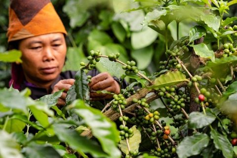 THE BEST ARABICA COFFEE GROWING REGIONS IN VIETNAM