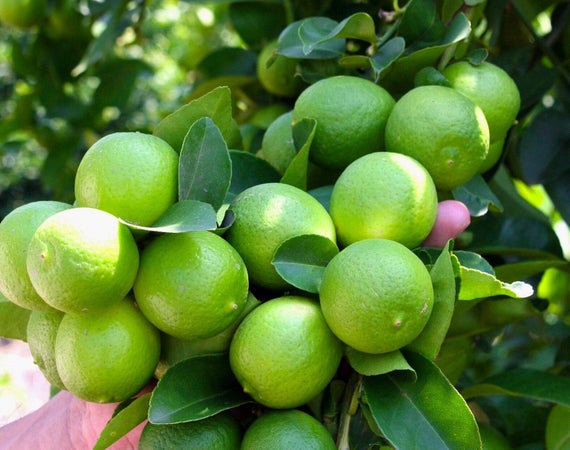 HIGH-TECH LIME CULTIVATION