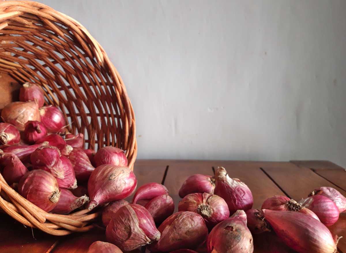 SHALLOT EXPORTS FACE MANY DIFFICULTIES DUE TO THE DECLINE IN PURCHASING